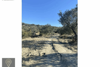 SATILIK ZEYTİNLİK SATILIK ZEYTİNLİK