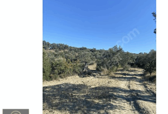 SATILIK ZEYTİNLİK SATILIK ZEYTİNLİK