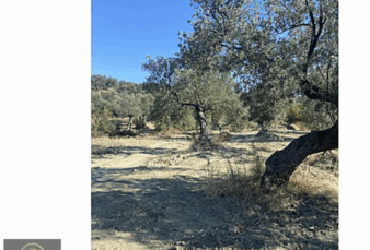 SATILIK ZEYTİNLİK SATILIK ZEYTİNLİK