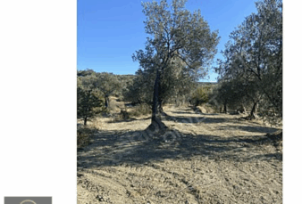 SATILIK ZEYTİNLİK SATILIK ZEYTİNLİK